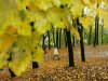 осінь