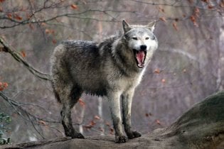 У Донецьку не можуть спіймати дворічного вовка