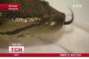 Пенсіонерка знайшла вдома в унітазі анаконду