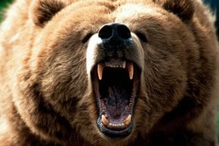 У Росії скажений ведмідь ледь не загриз жінку