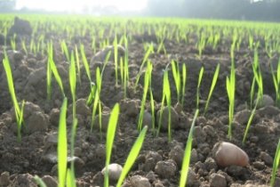 В Україні посіяли 40% озимих: на більше немає грошей