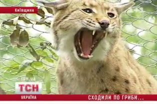 Під Києвом на грибників накинулася рись